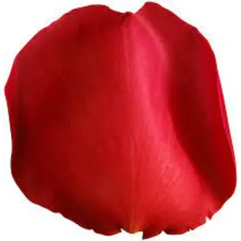 Great Rose Petal